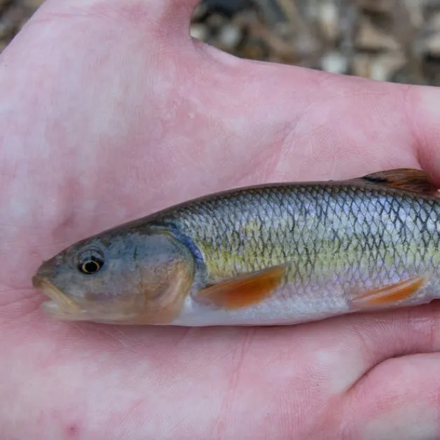 The most popular recent Creek chub catch on Fishbrain