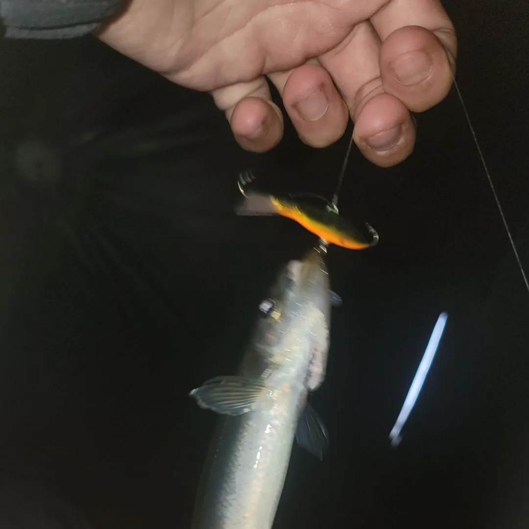 The most popular recent Arctic rainbow smelt catch on Fishbrain