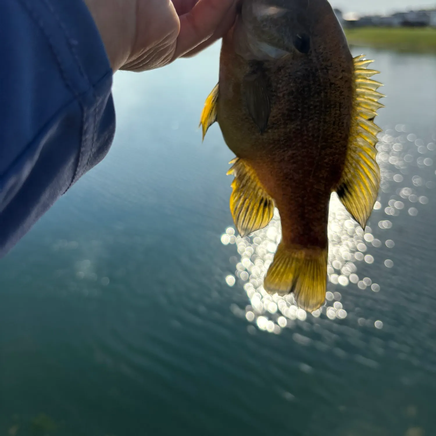 The most recent Common gurnard perch catches on Fishbrain
