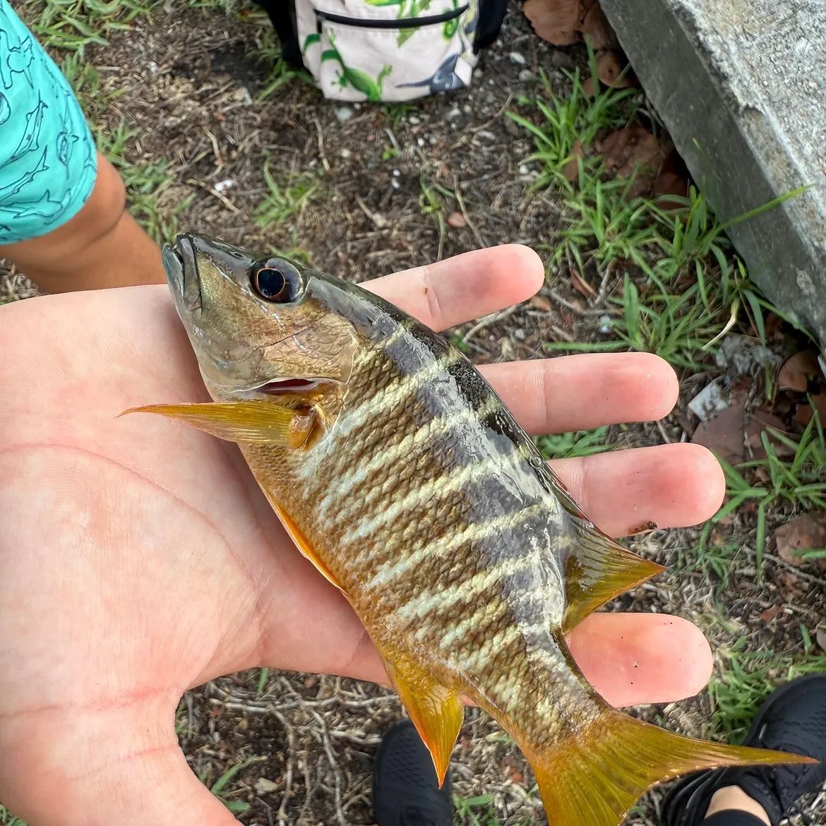 Schoolmaster snapper caught on Fishbrain