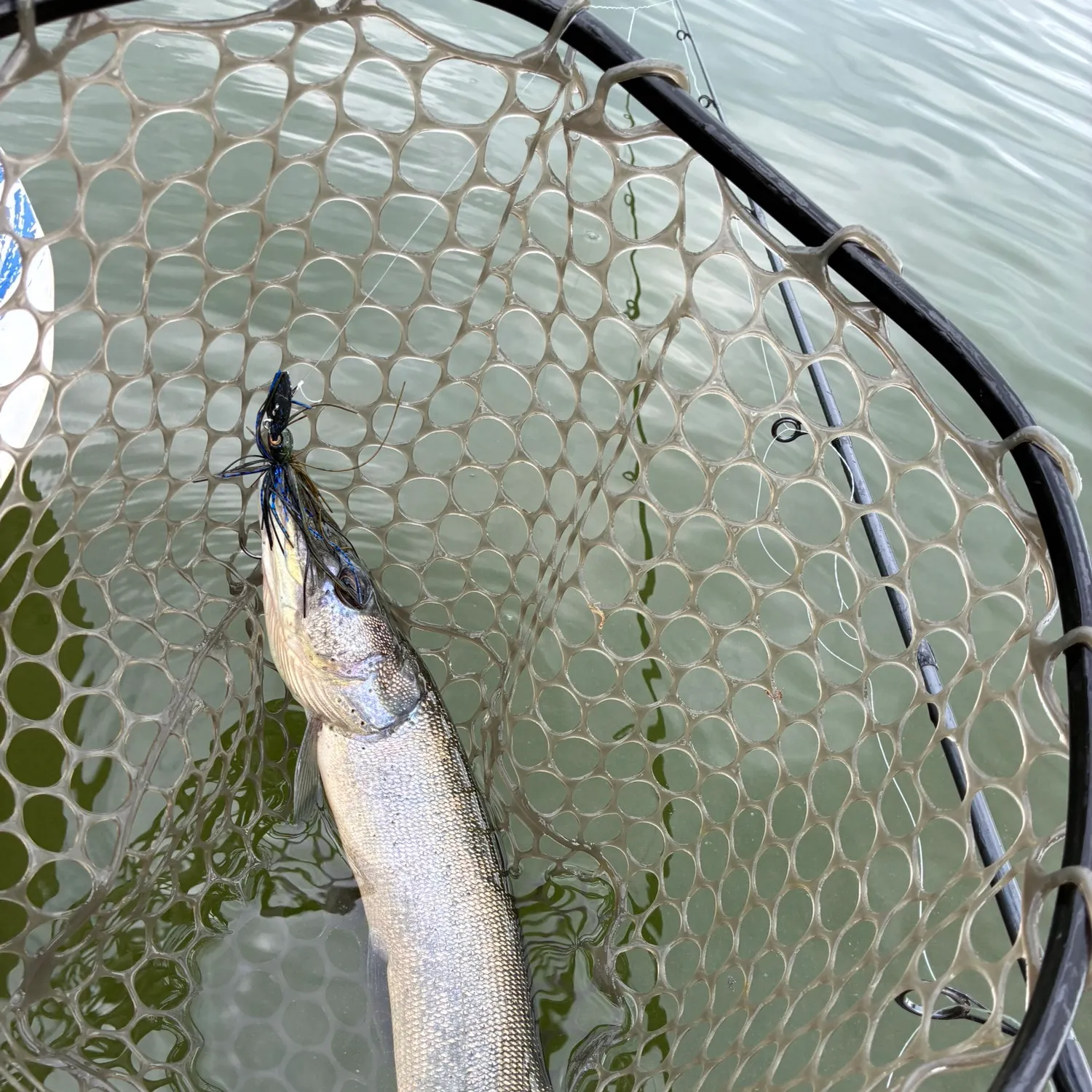 The most recent Silver pike catches on Fishbrain
