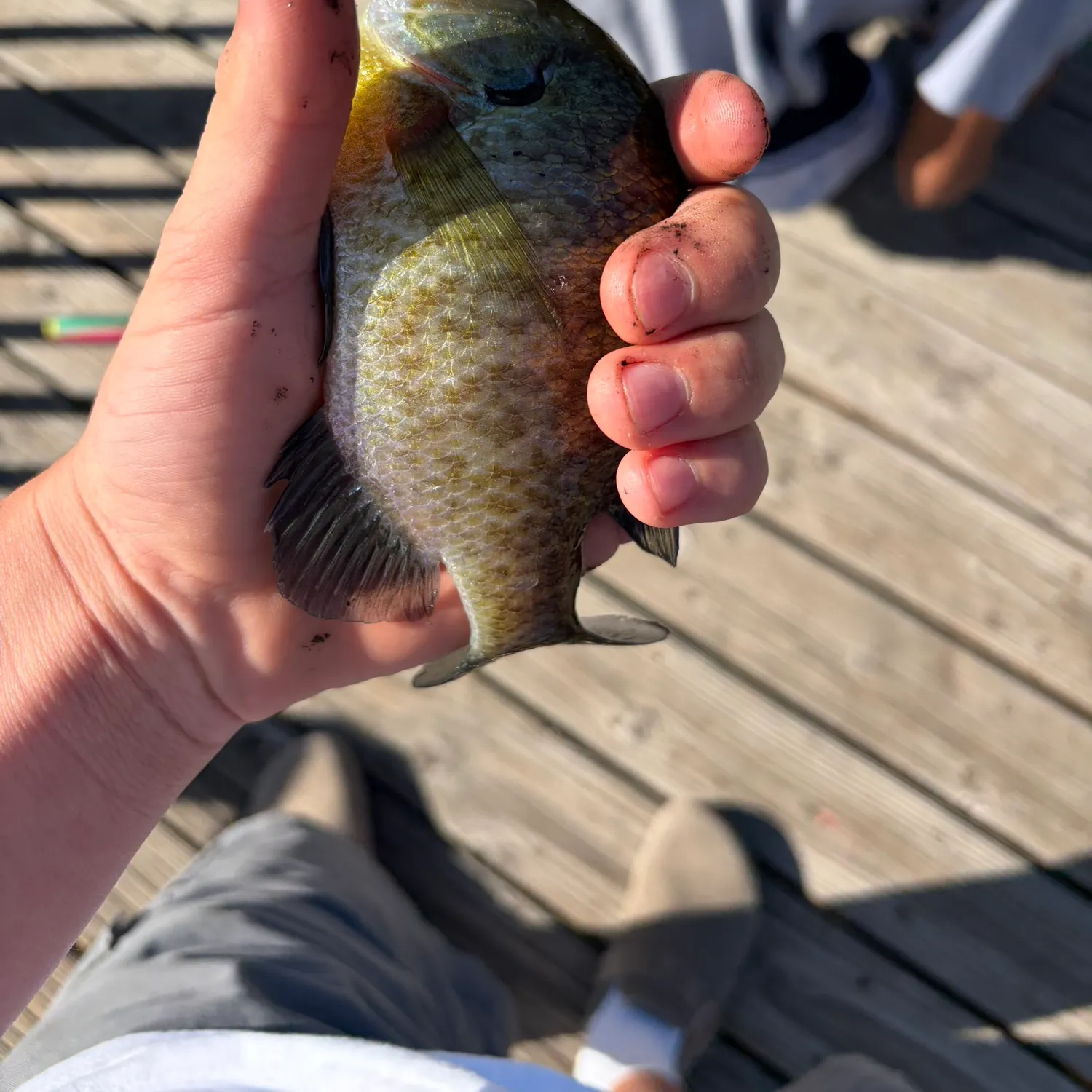 Bluegill caught on Fishbrain