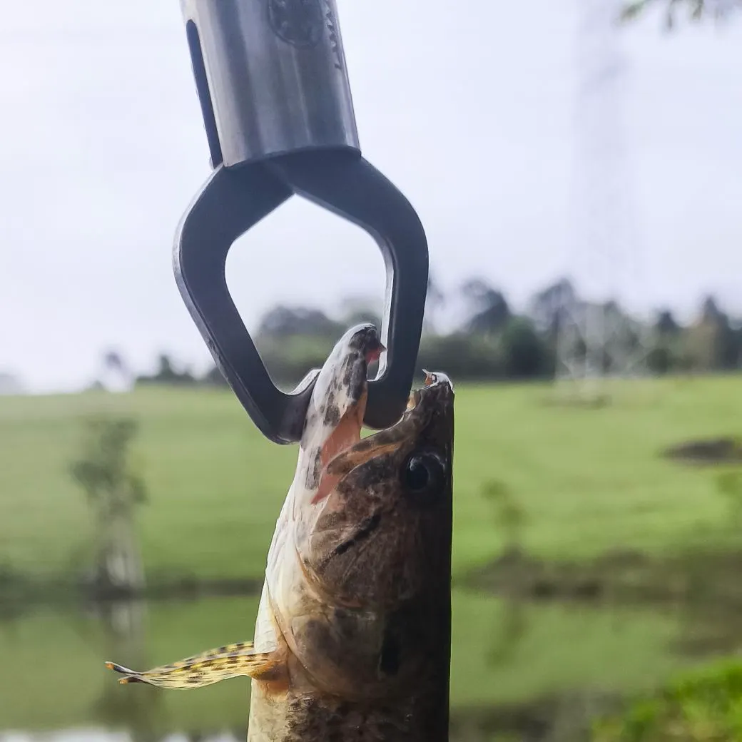 Trahira caught on Fishbrain