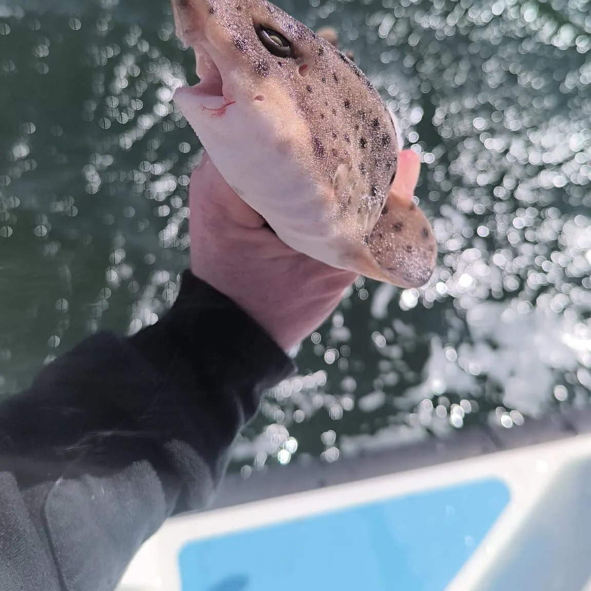 The most recent Nursehound catches on Fishbrain