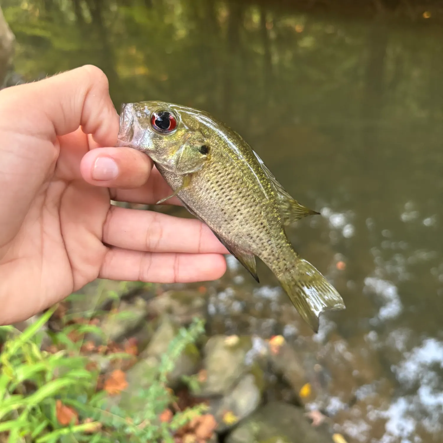 Rock bass caught on Fishbrain