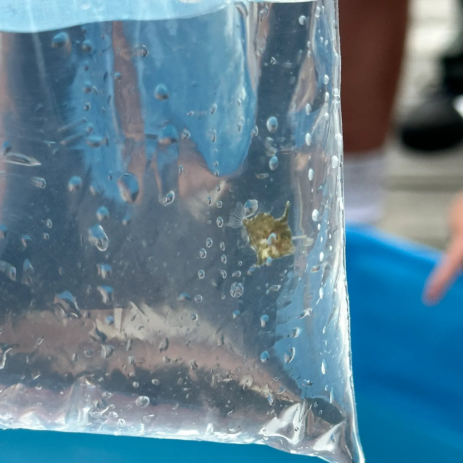 The most popular recent Thread-sail filefish catch on Fishbrain