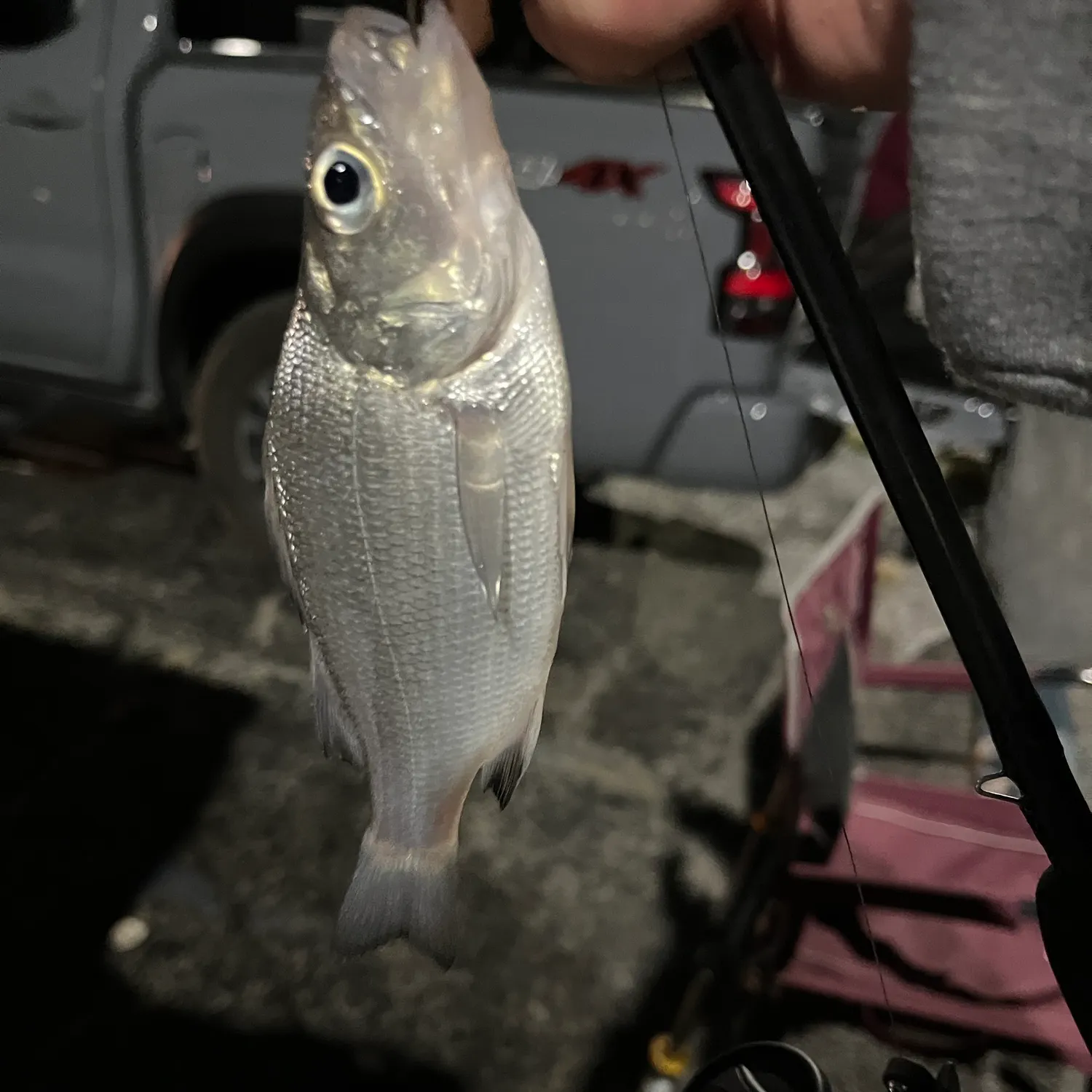 White perch caught on Fishbrain