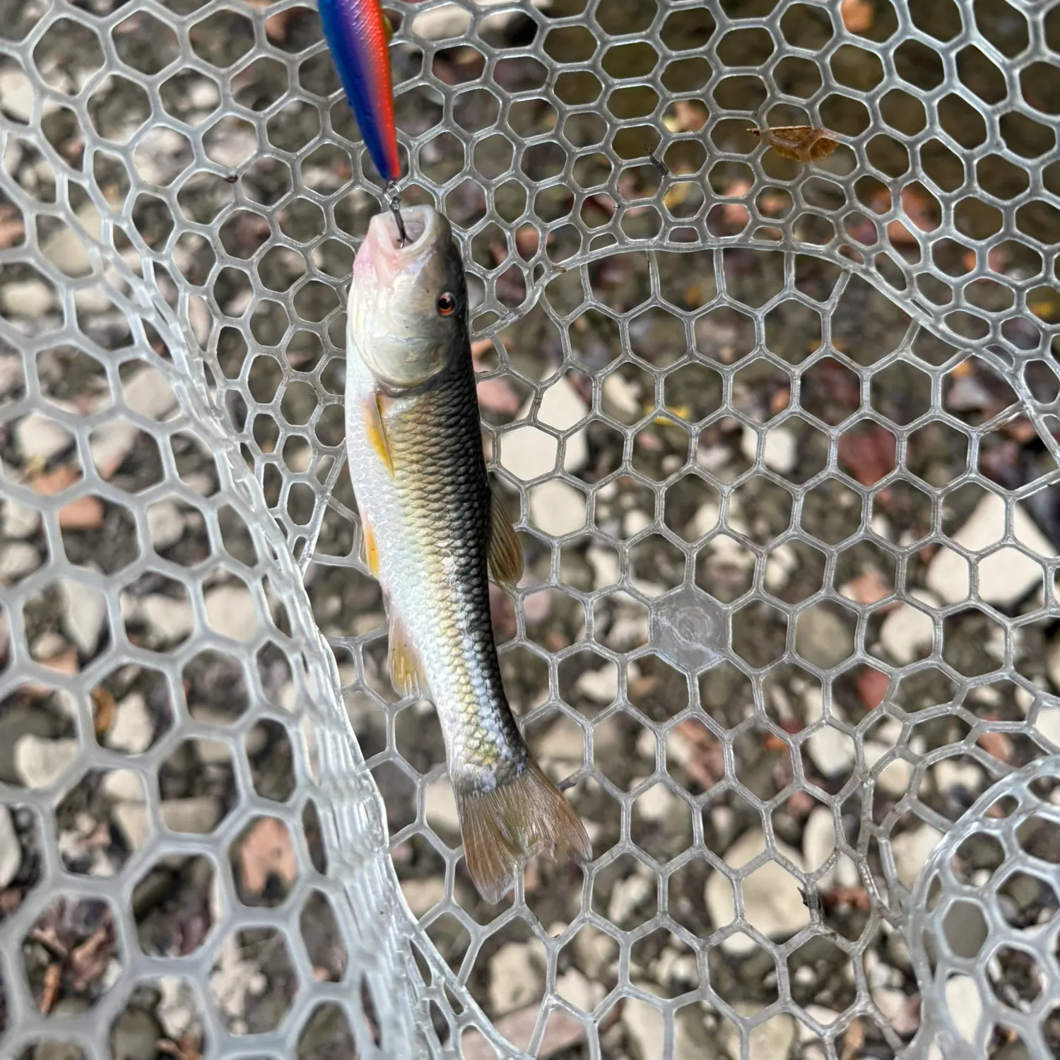 River chub caught on Fishbrain