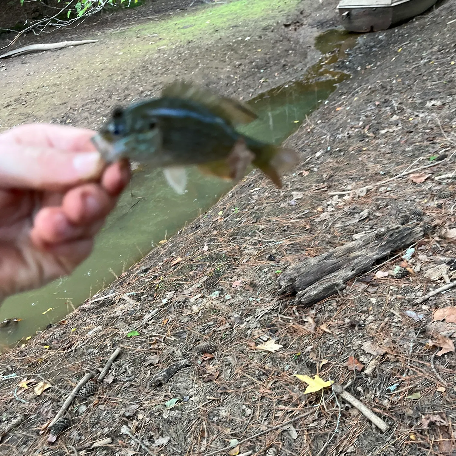 Green sunfish caught on Fishbrain