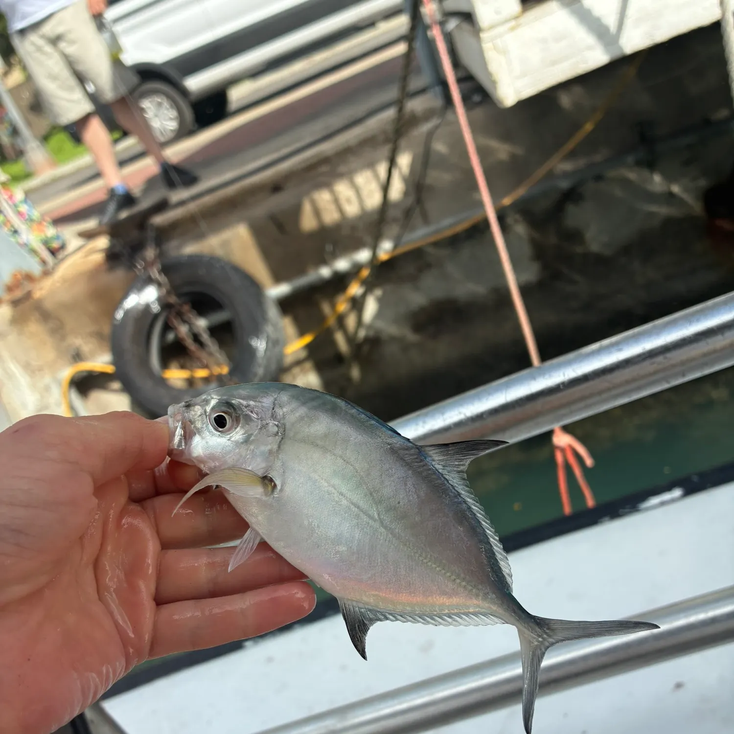 The most recent Bluefin trevally catches on Fishbrain