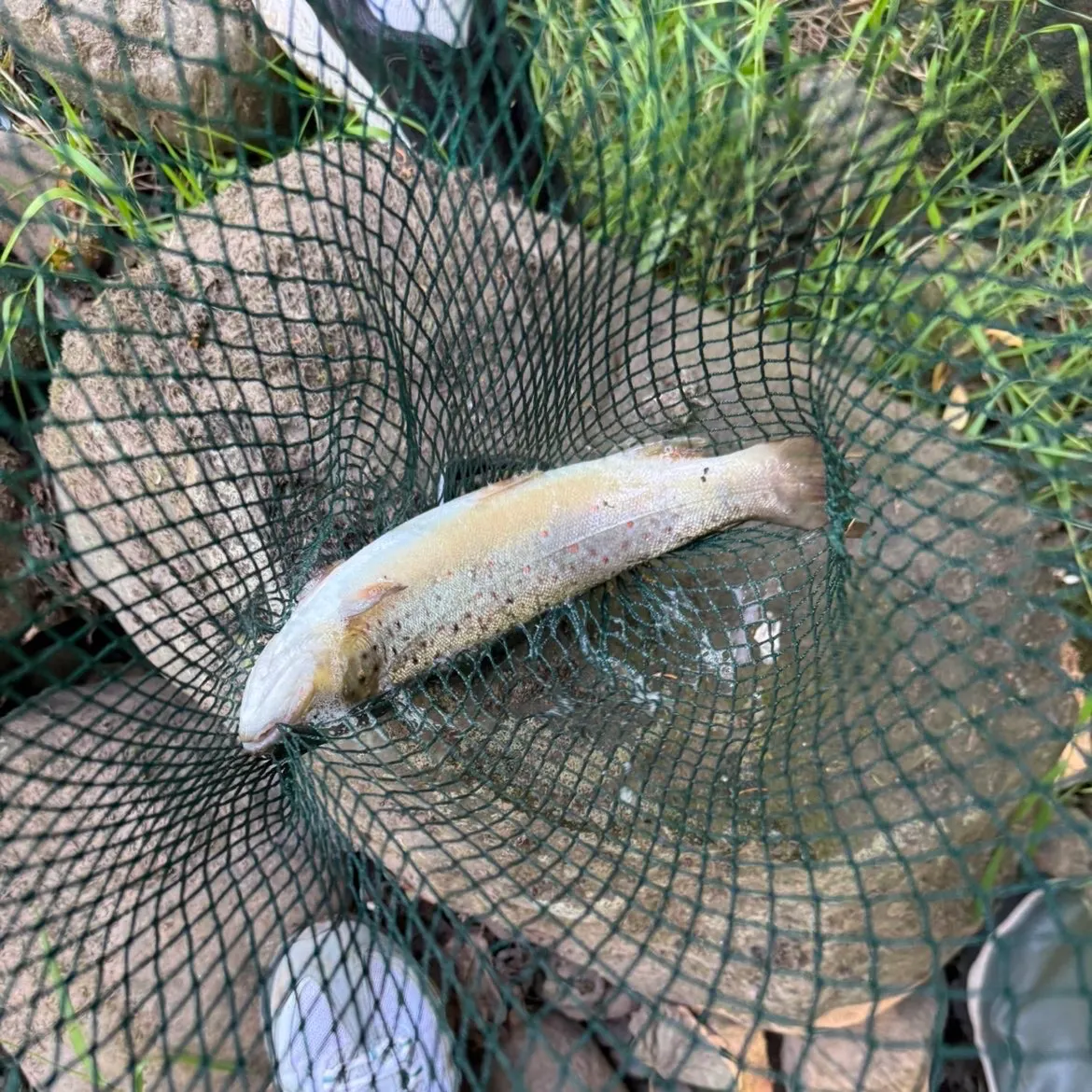 Brown trout caught on Fishbrain