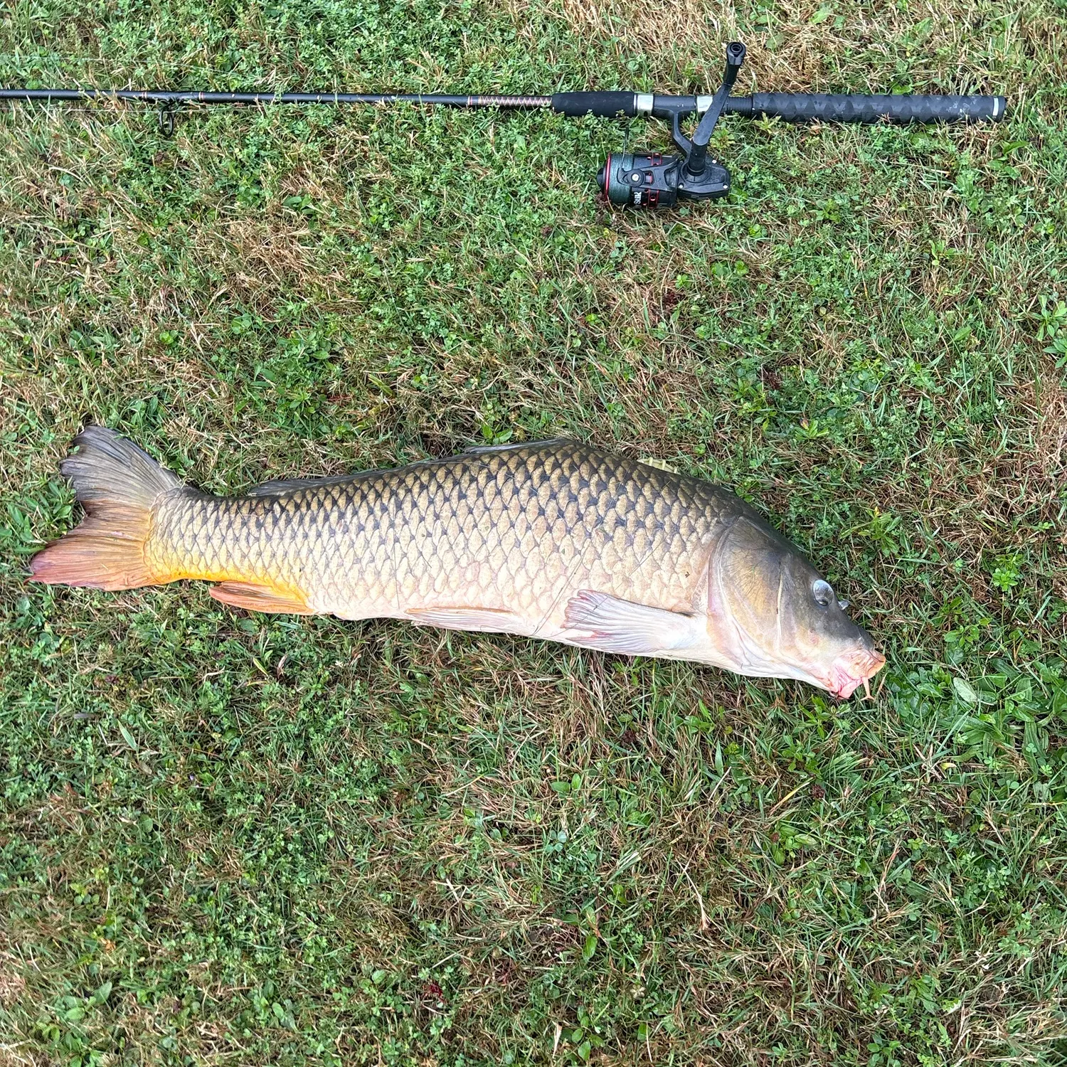 Common carp caught on Fishbrain