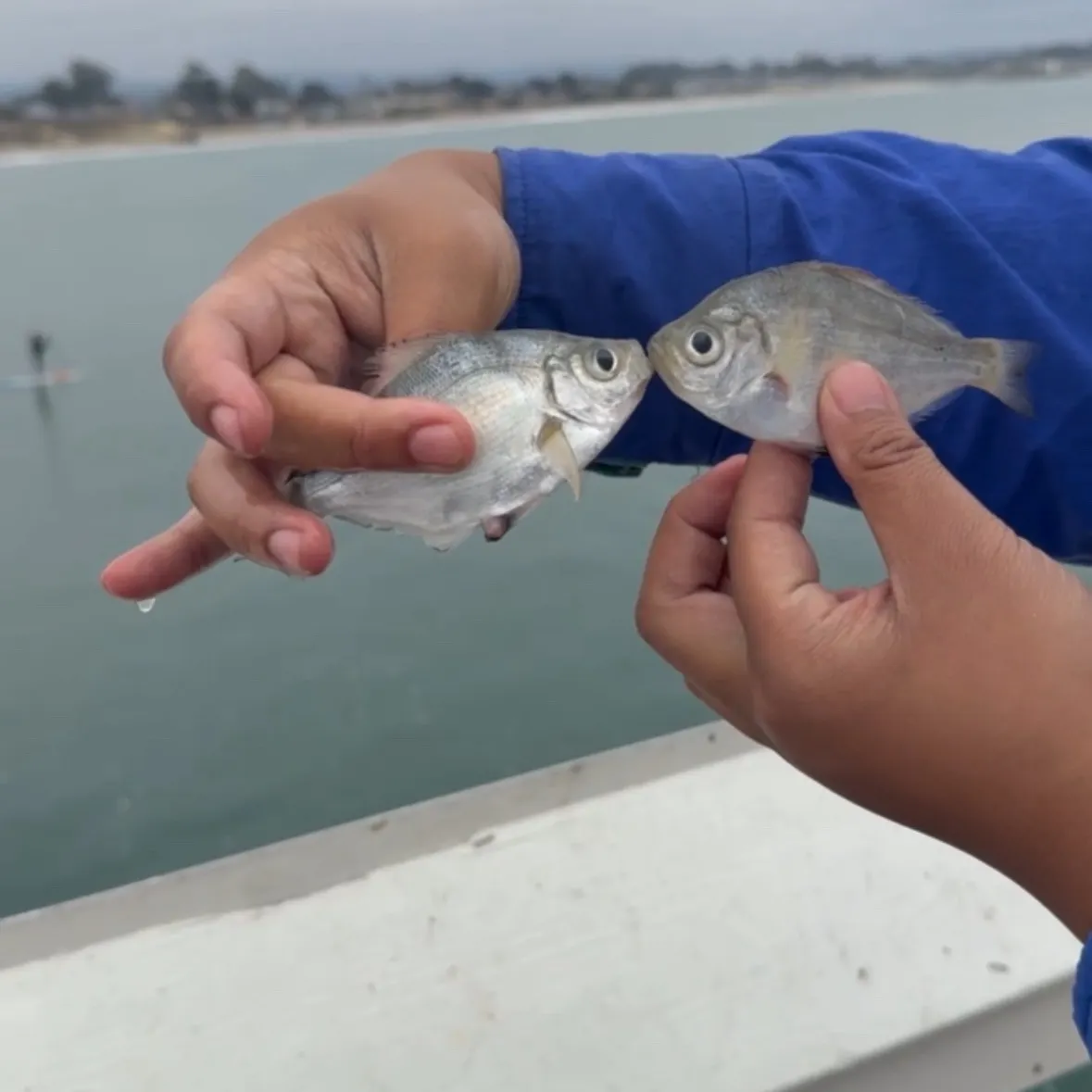The most recent White seaperch catches on Fishbrain