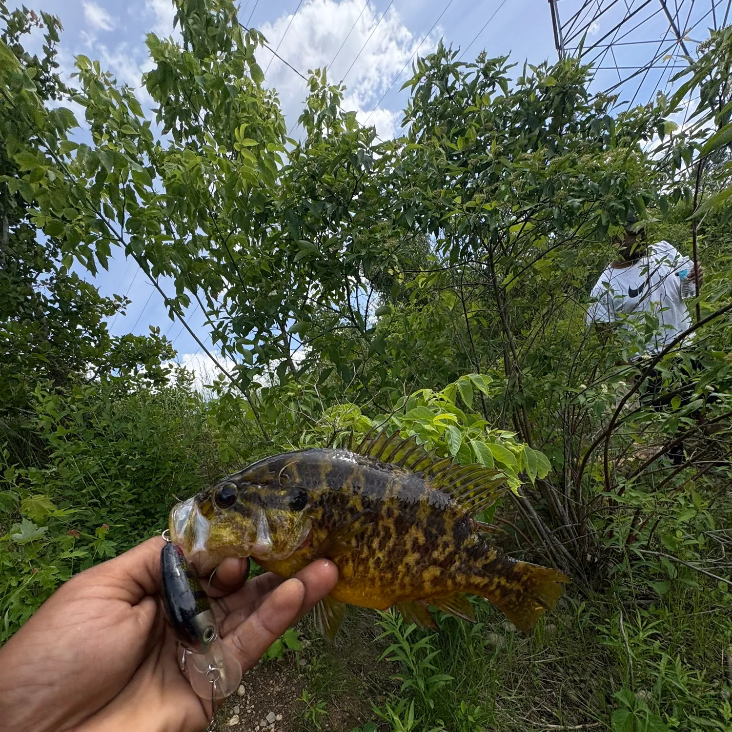 The most recent Warmouth catches on Fishbrain