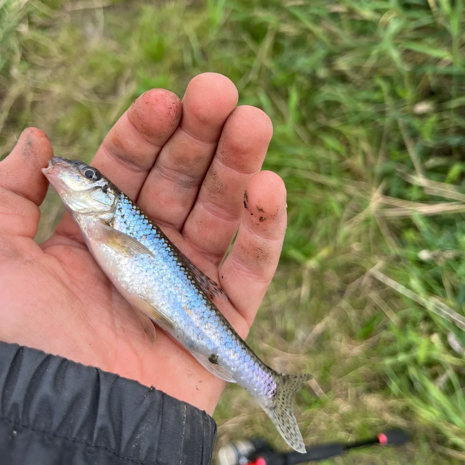 Gudgeon caught on Fishbrain
