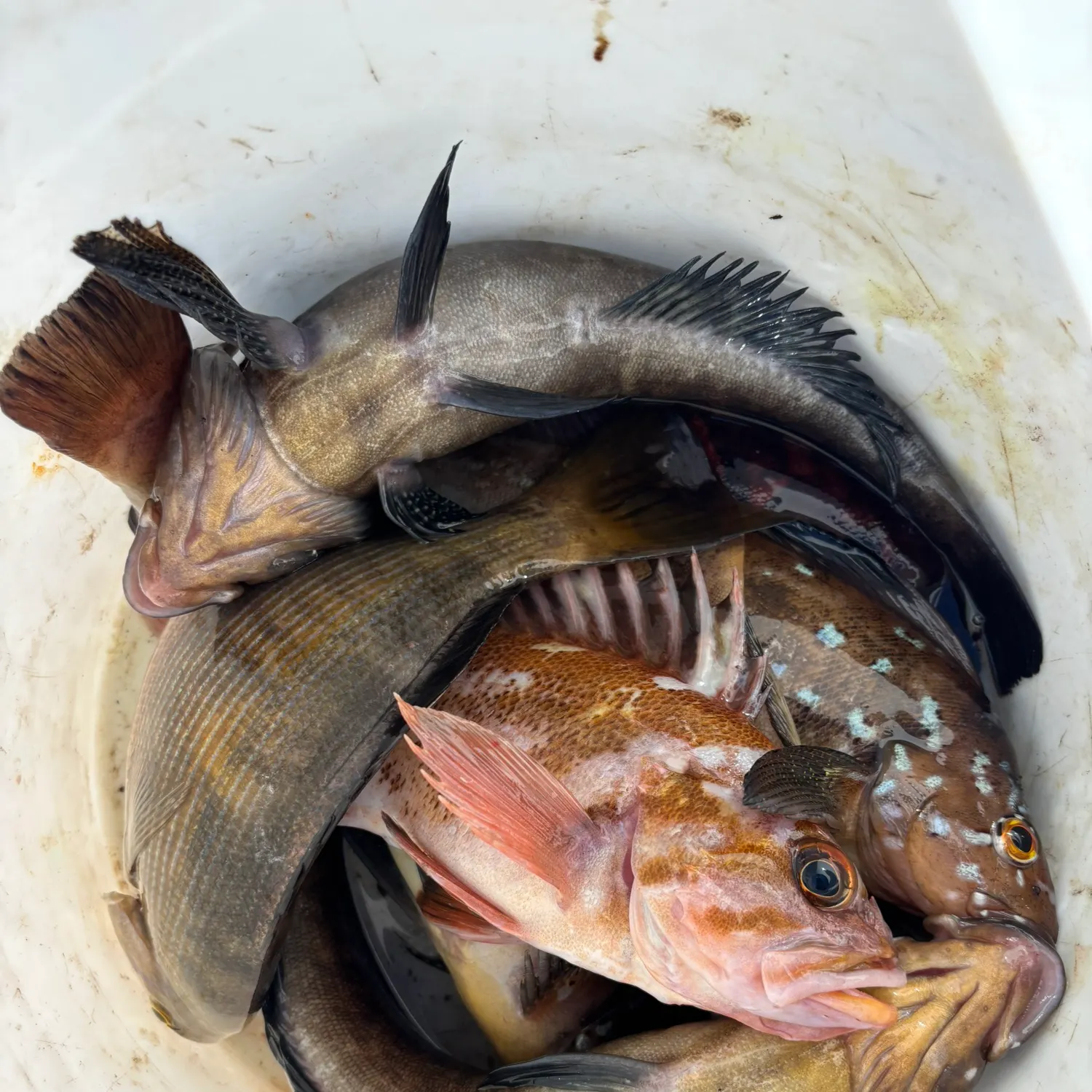Copper rockfish caught on Fishbrain