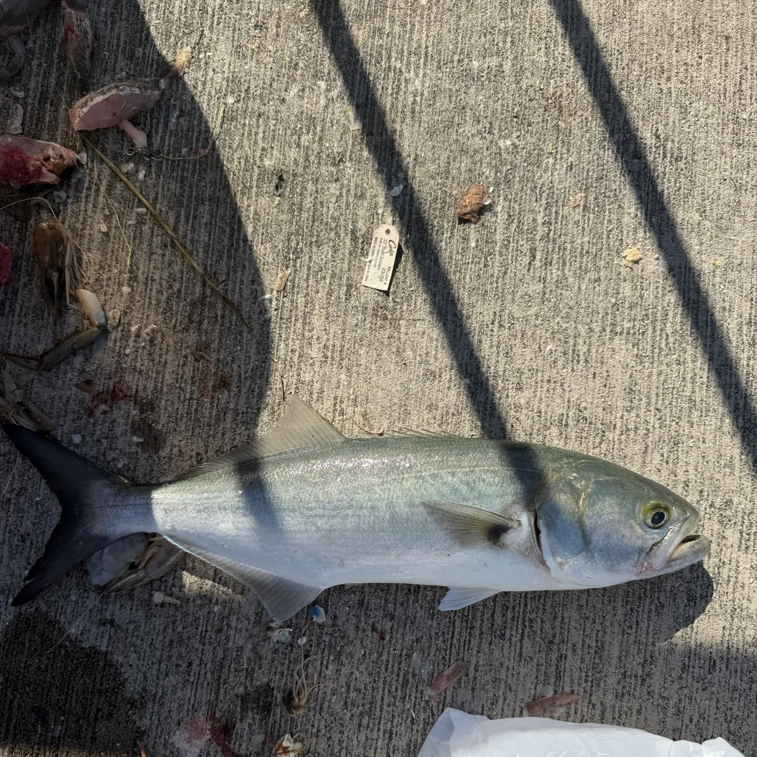 Bluefish caught on Fishbrain