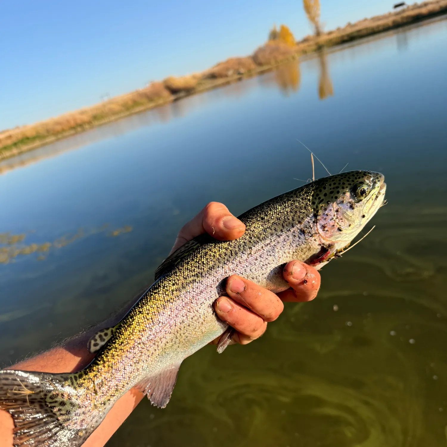 Rainbow trout caught on Fishbrain