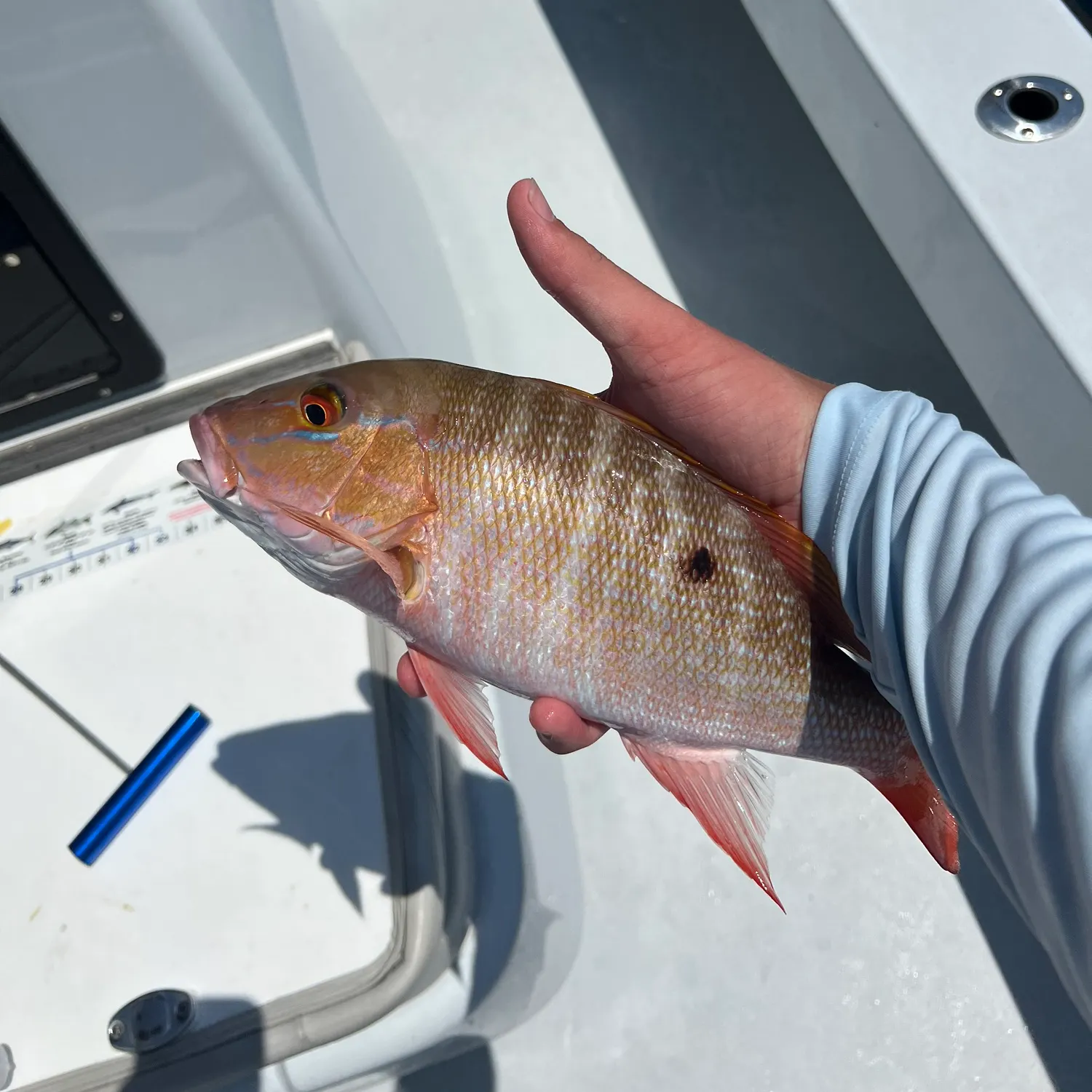 The most recent Mutton snapper catches on Fishbrain