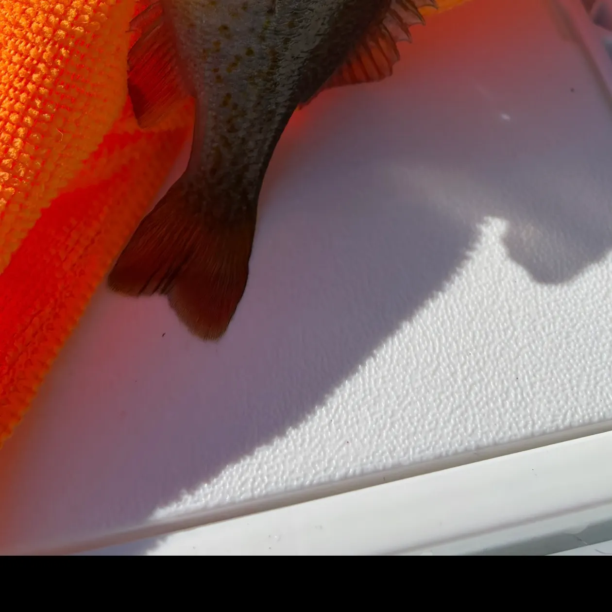 Redbreast sunfish caught on Fishbrain