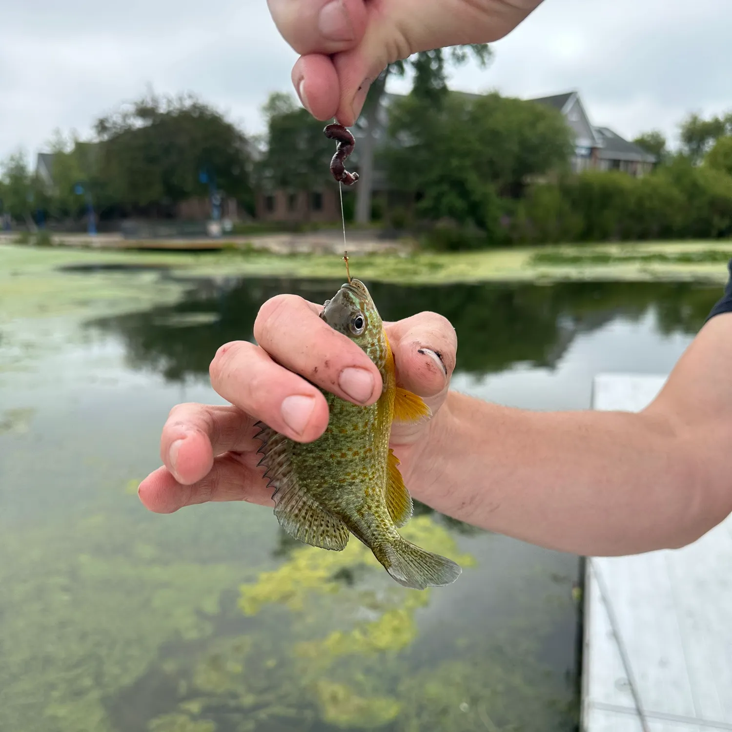 catch