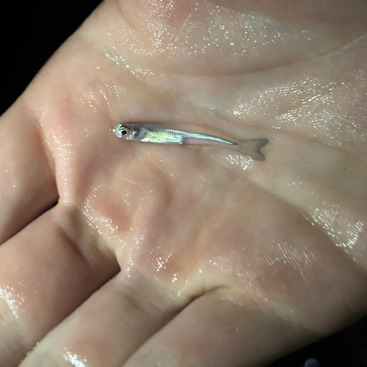 The most recent Bay anchovy catches on Fishbrain
