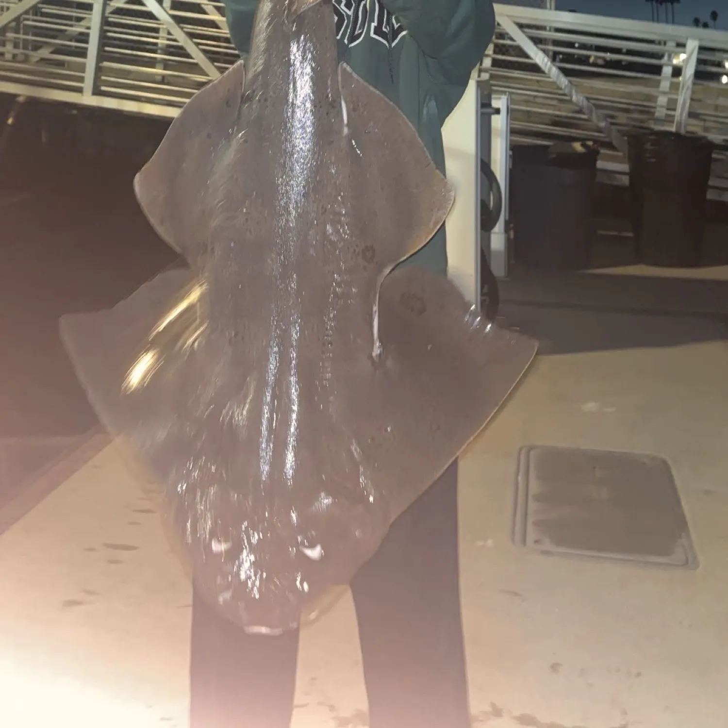 The most recent Smoothback angelshark catches on Fishbrain