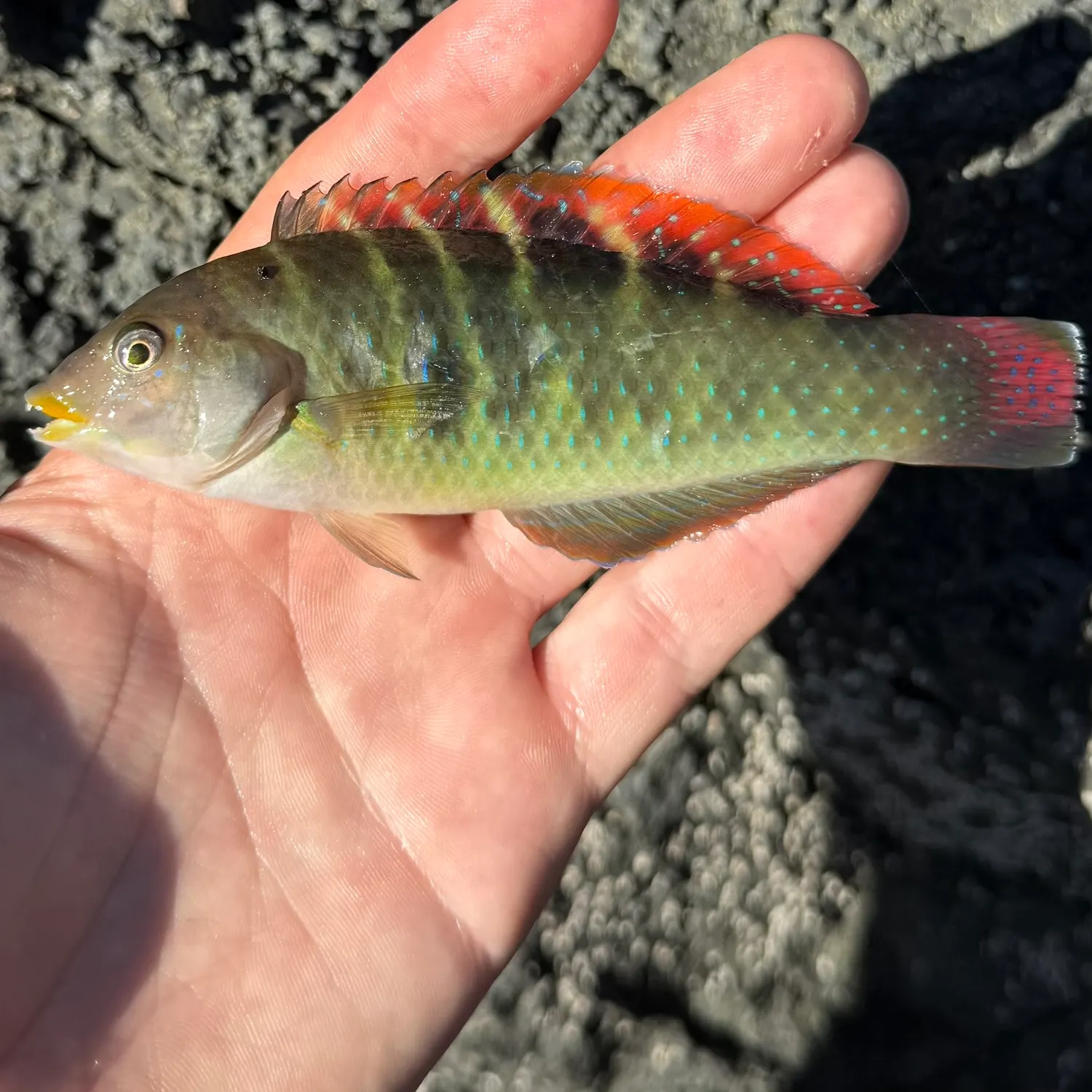 The most recent Banded wrasse catches on Fishbrain