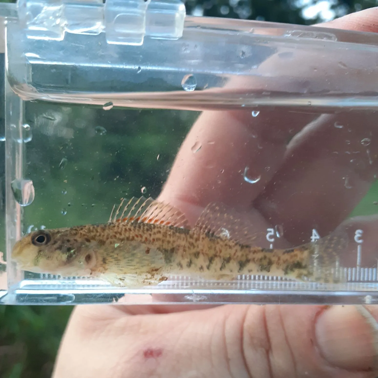 The most recent Greenside darter catches on Fishbrain