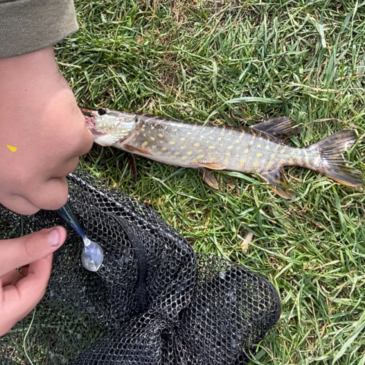 Northern pike caught on Fishbrain