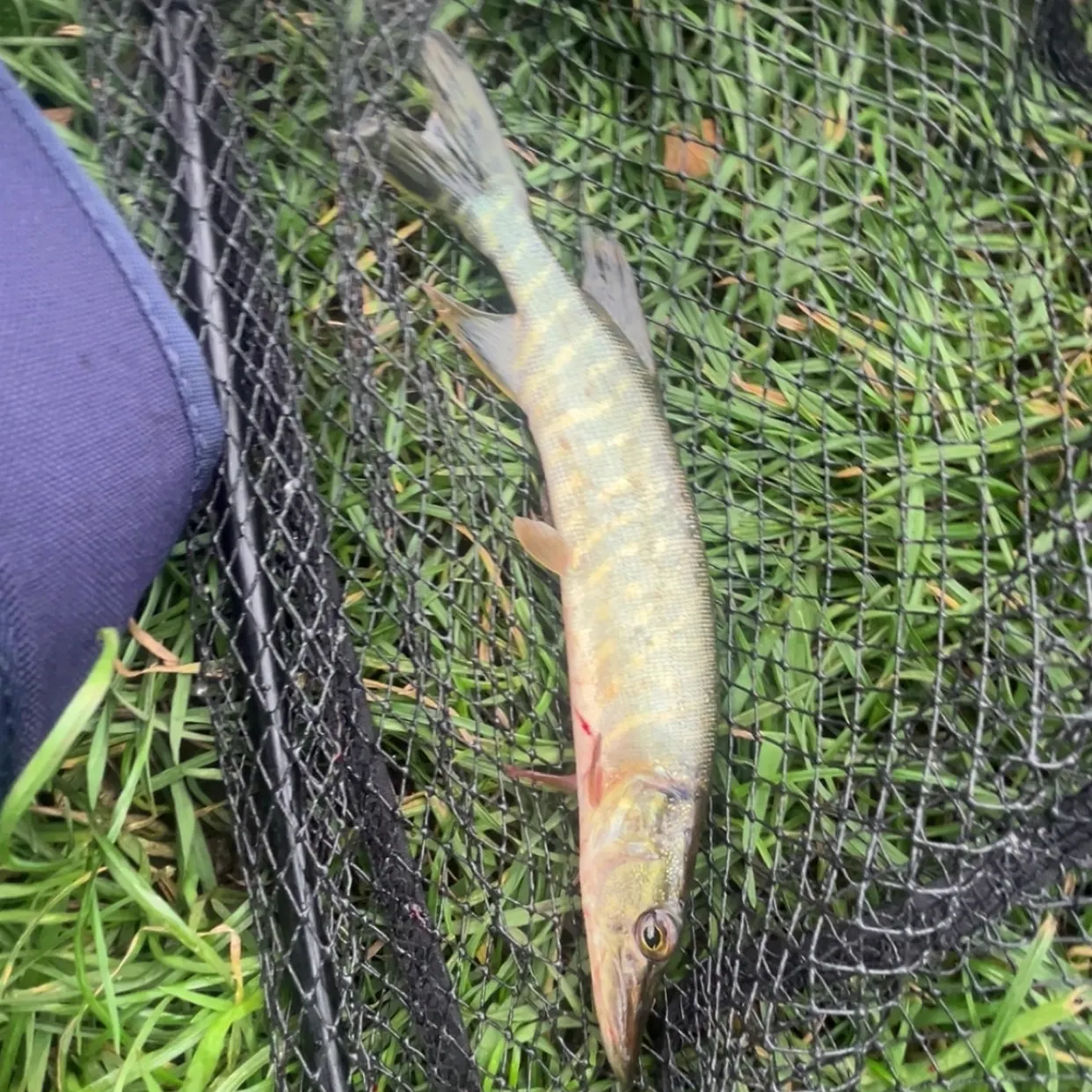 Northern pike caught on Fishbrain