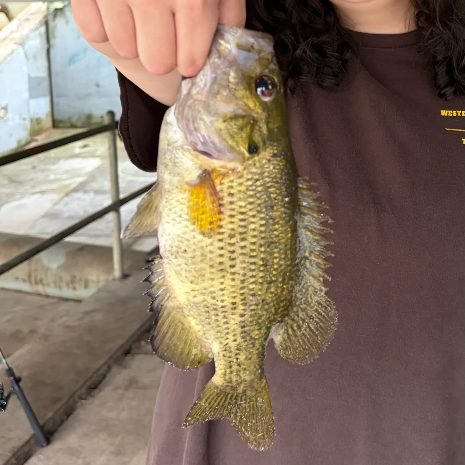 Rock bass caught on Fishbrain