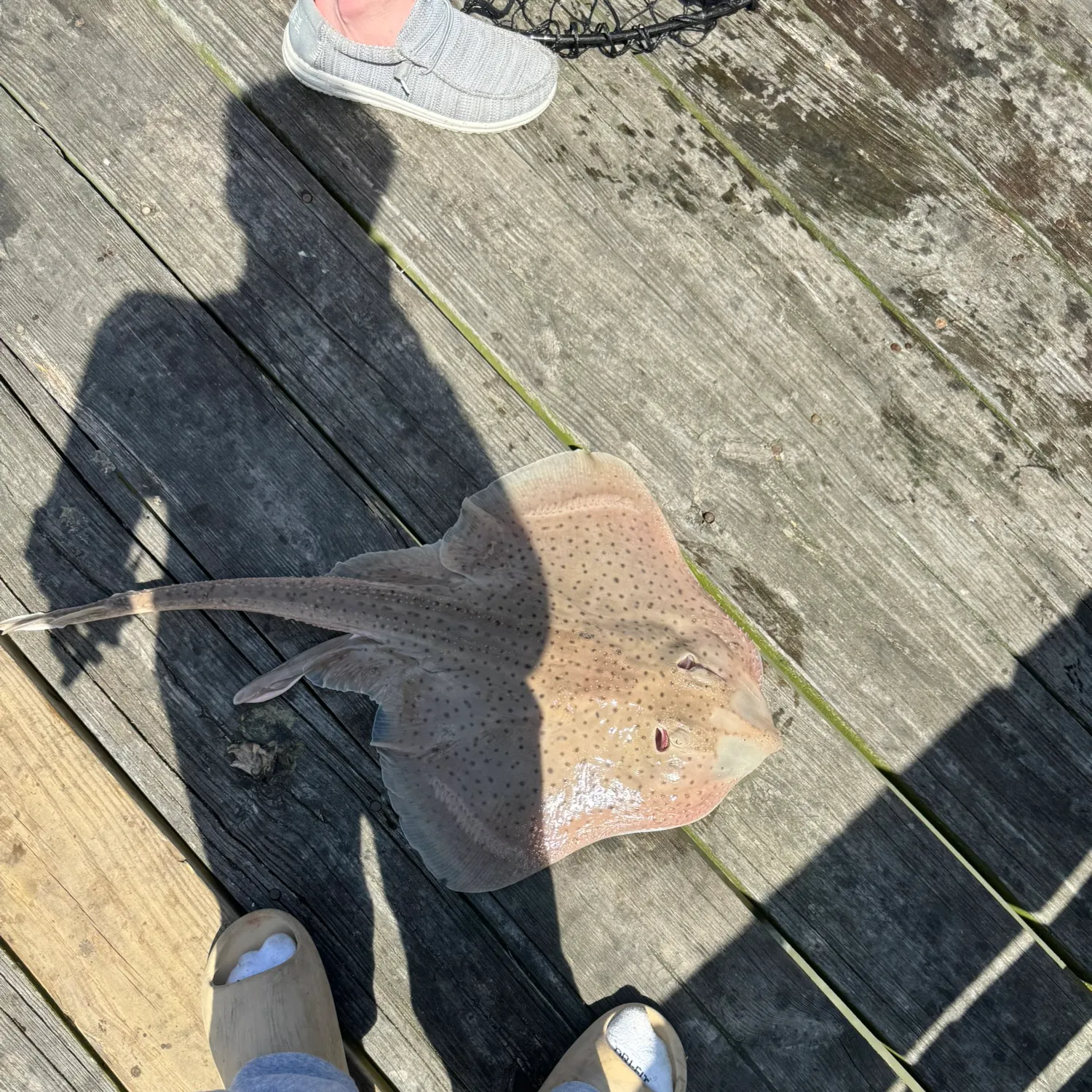The most recent Blue skate catches on Fishbrain