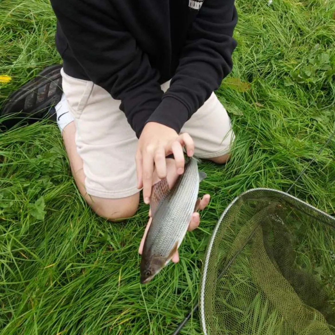 European grayling caught on Fishbrain
