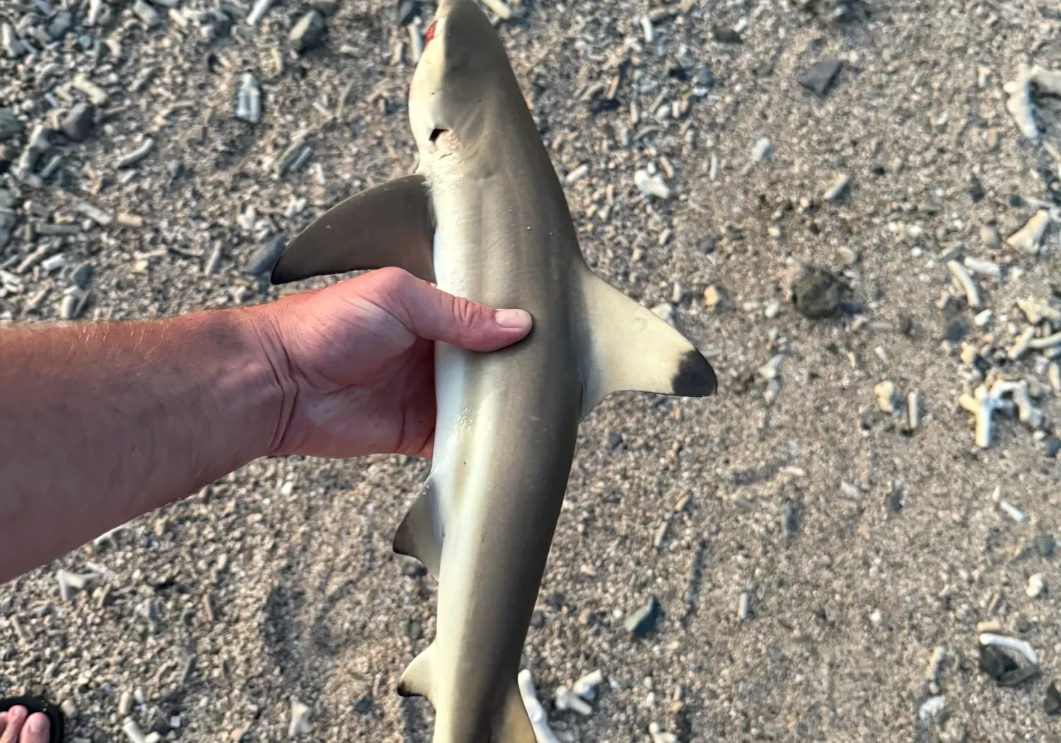 Blacktip reef shark