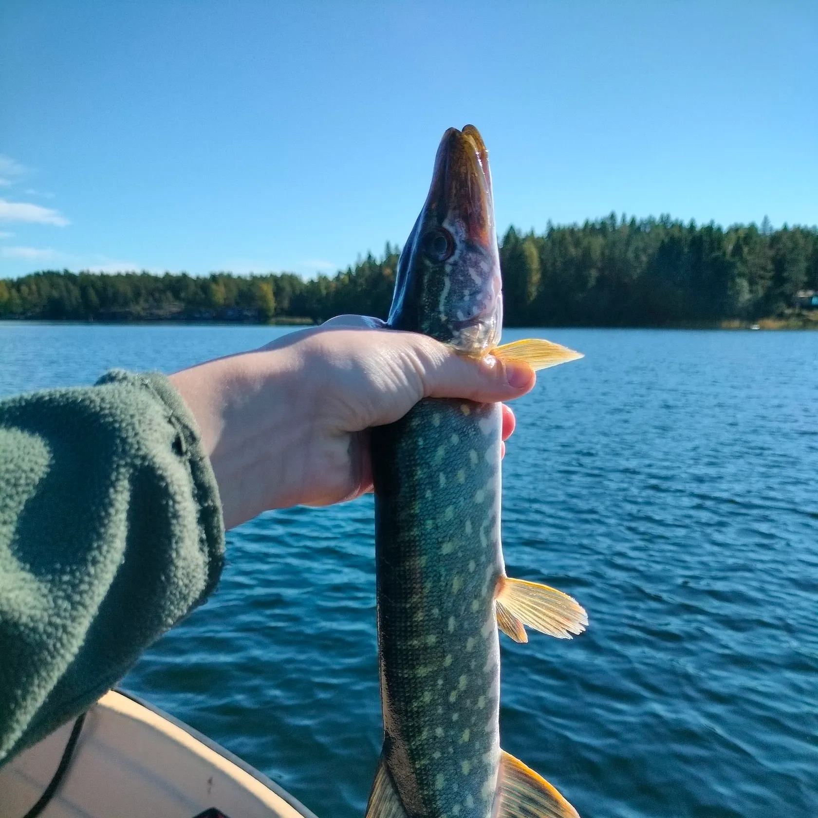 Northern pike caught on Fishbrain