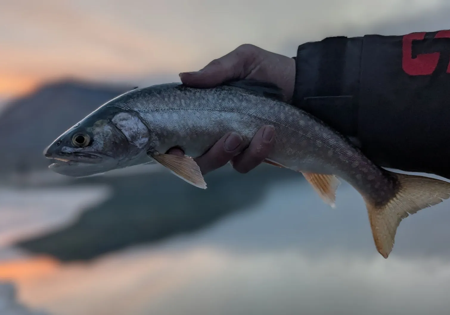 Colorado river cutthroat trout