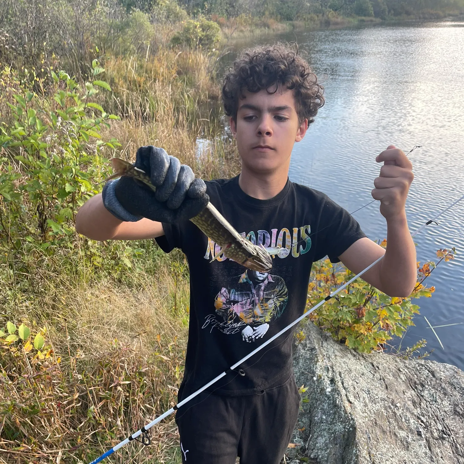 Chain pickerel caught on Fishbrain