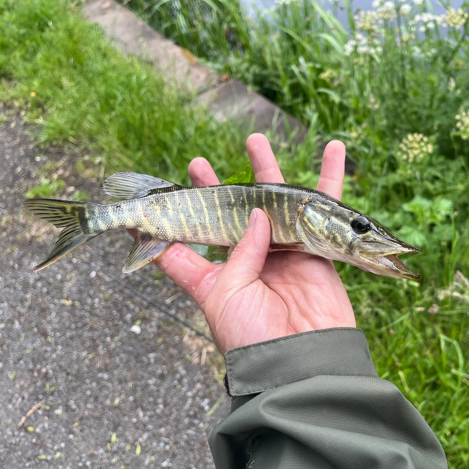 catch