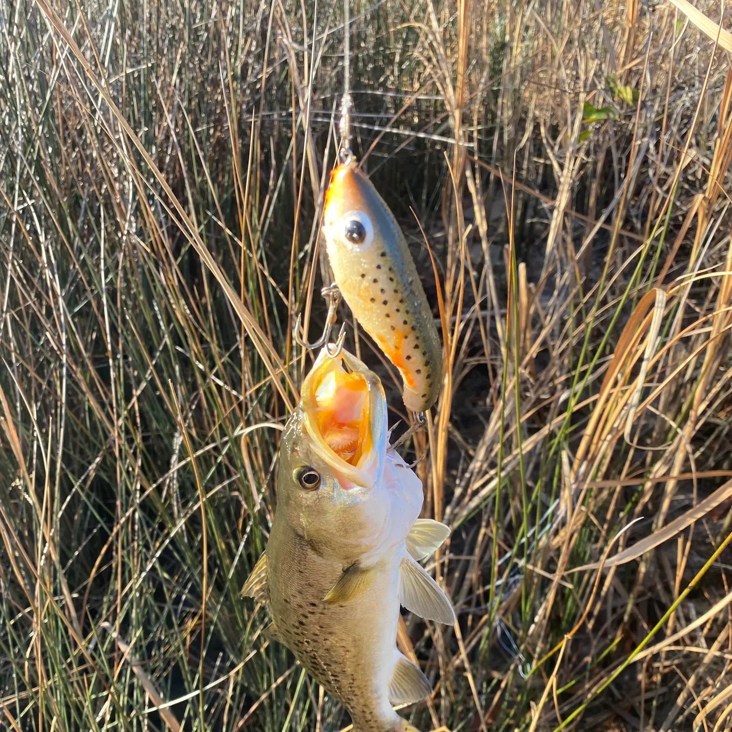 The most recent Spotted seatrout catches on Fishbrain