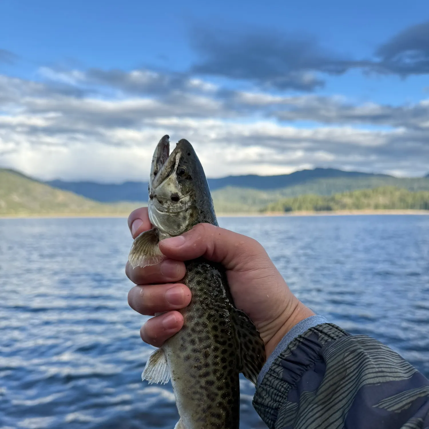 Tiger trout caught on Fishbrain
