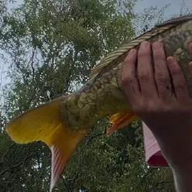 Mirror carp caught on Fishbrain