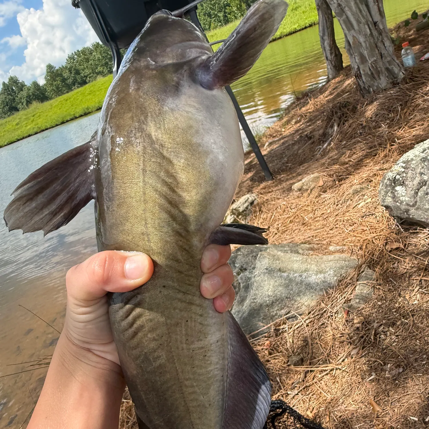 Channel catfish caught on Fishbrain