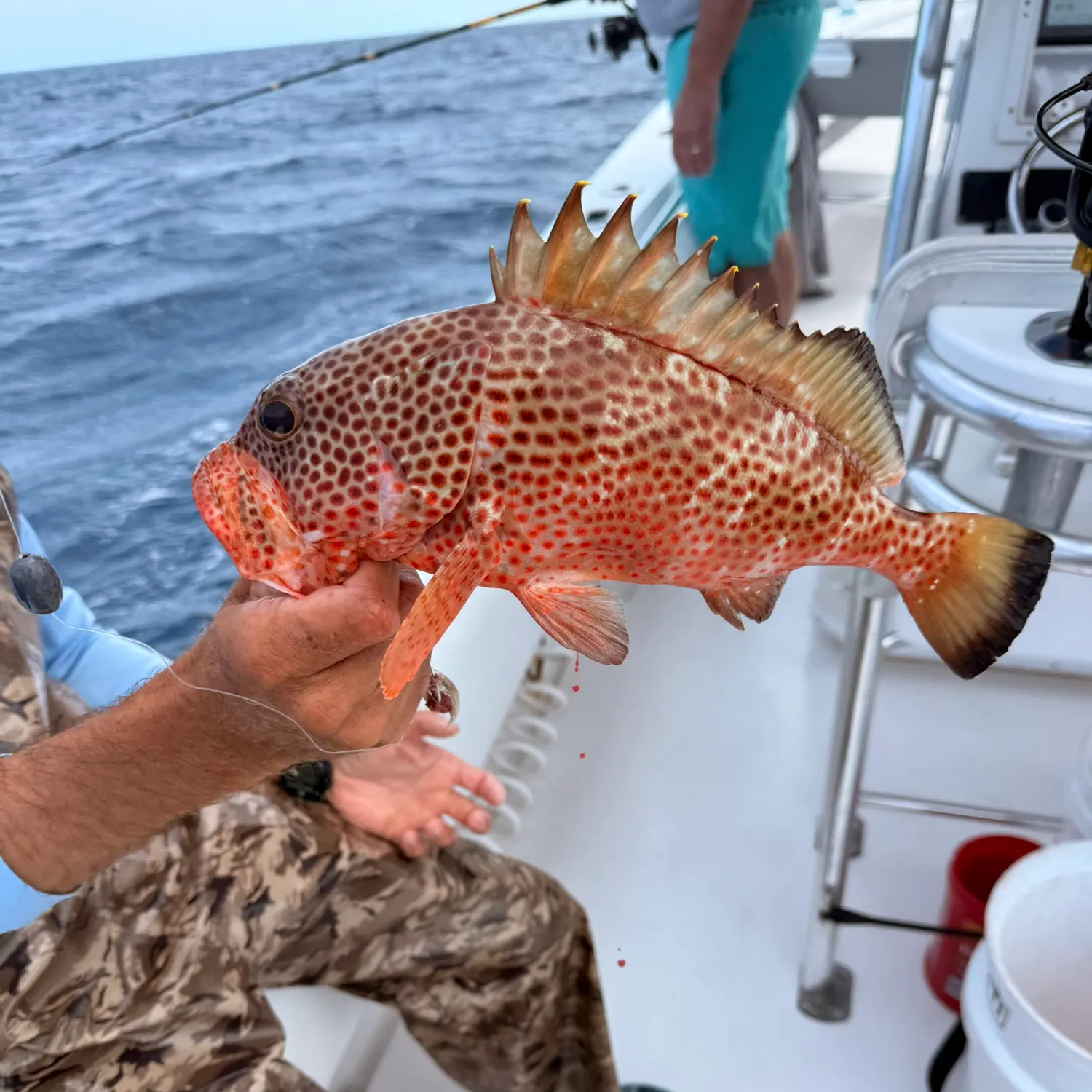 The most recent Yellowfin grouper catches on Fishbrain