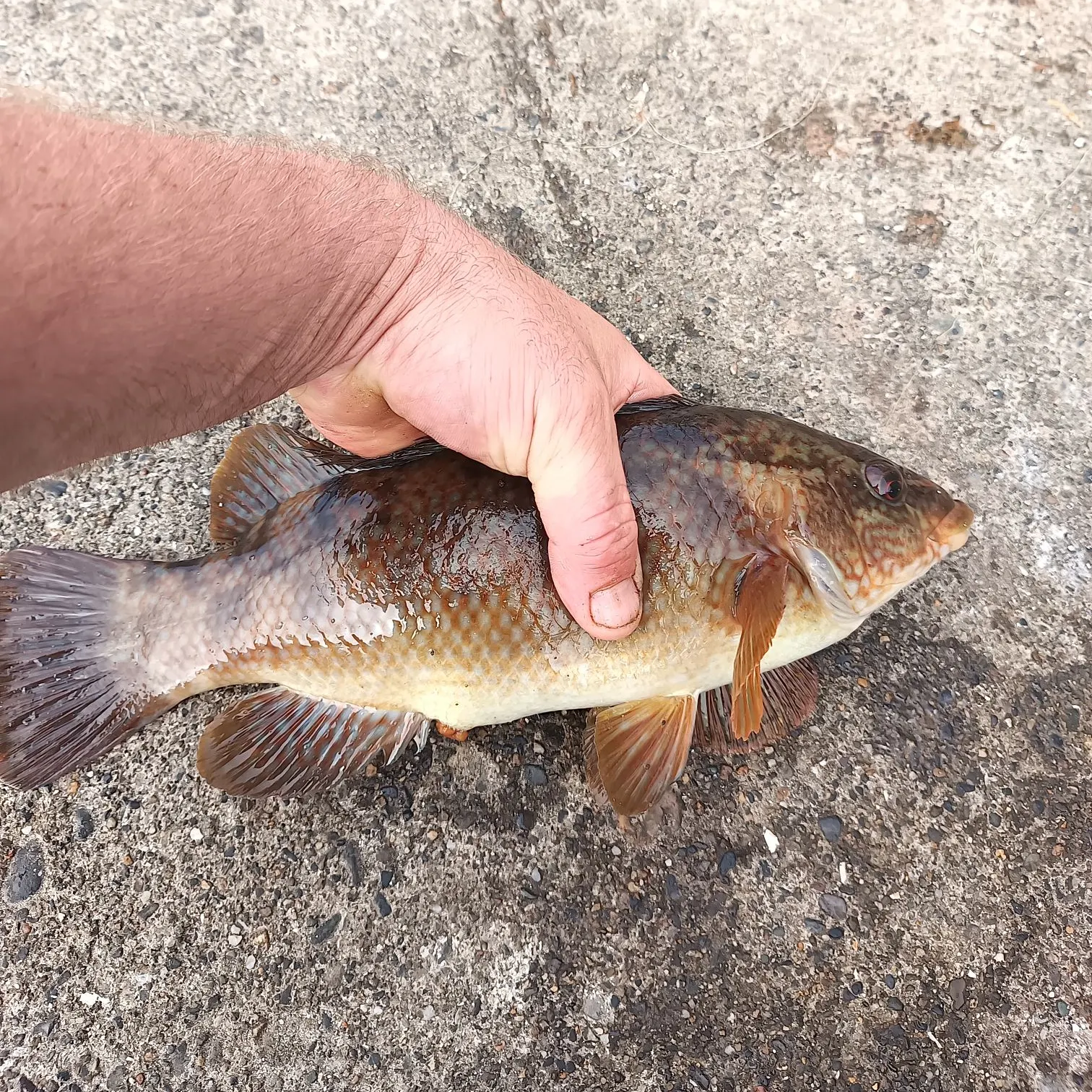 angler catch