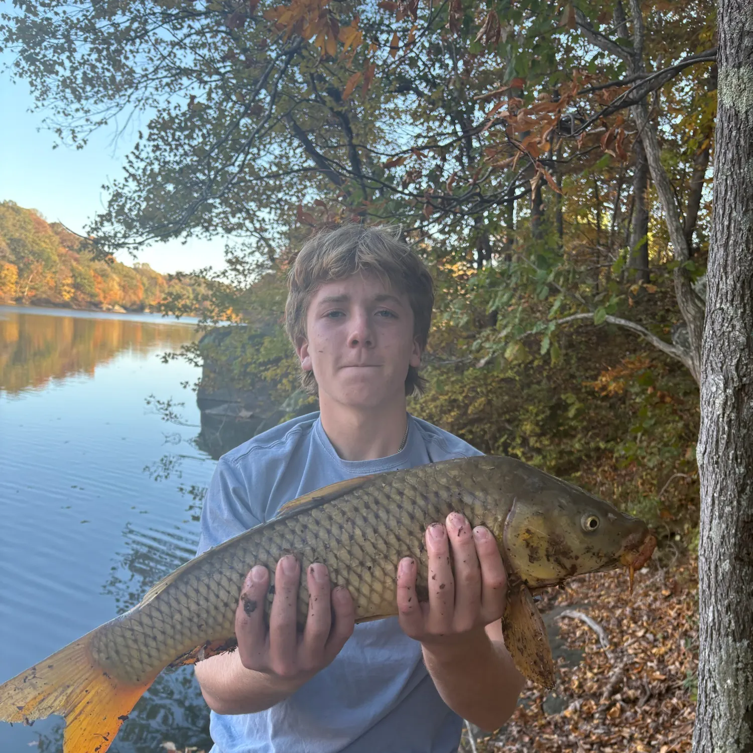 Common carp caught on Fishbrain