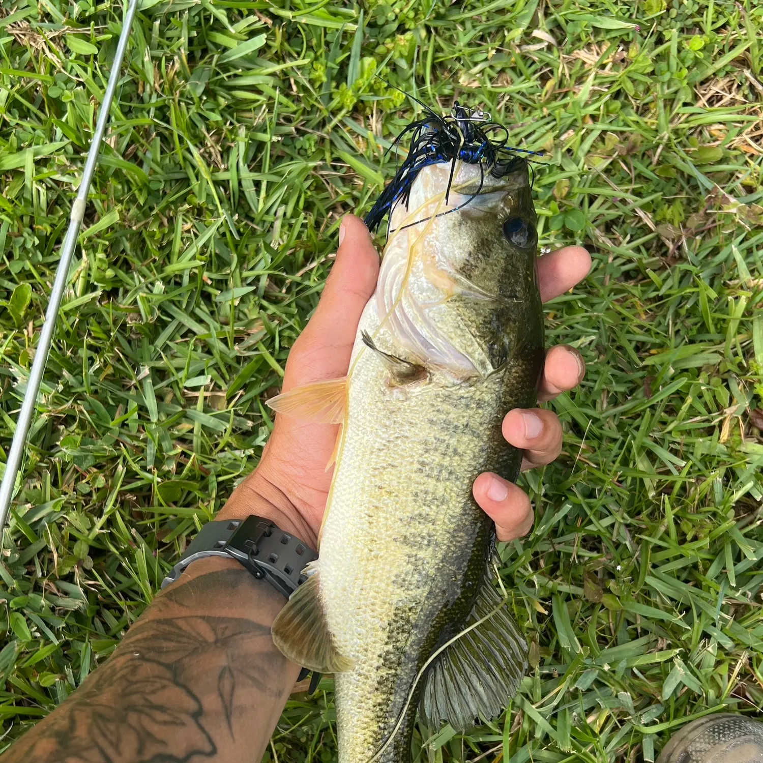 angler catch
