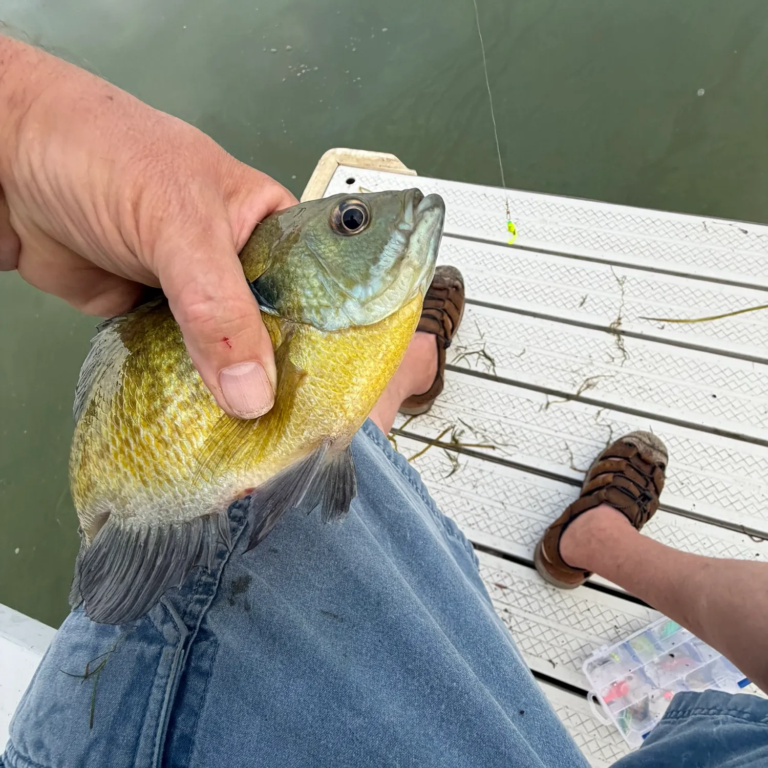 Bluegill caught on Fishbrain