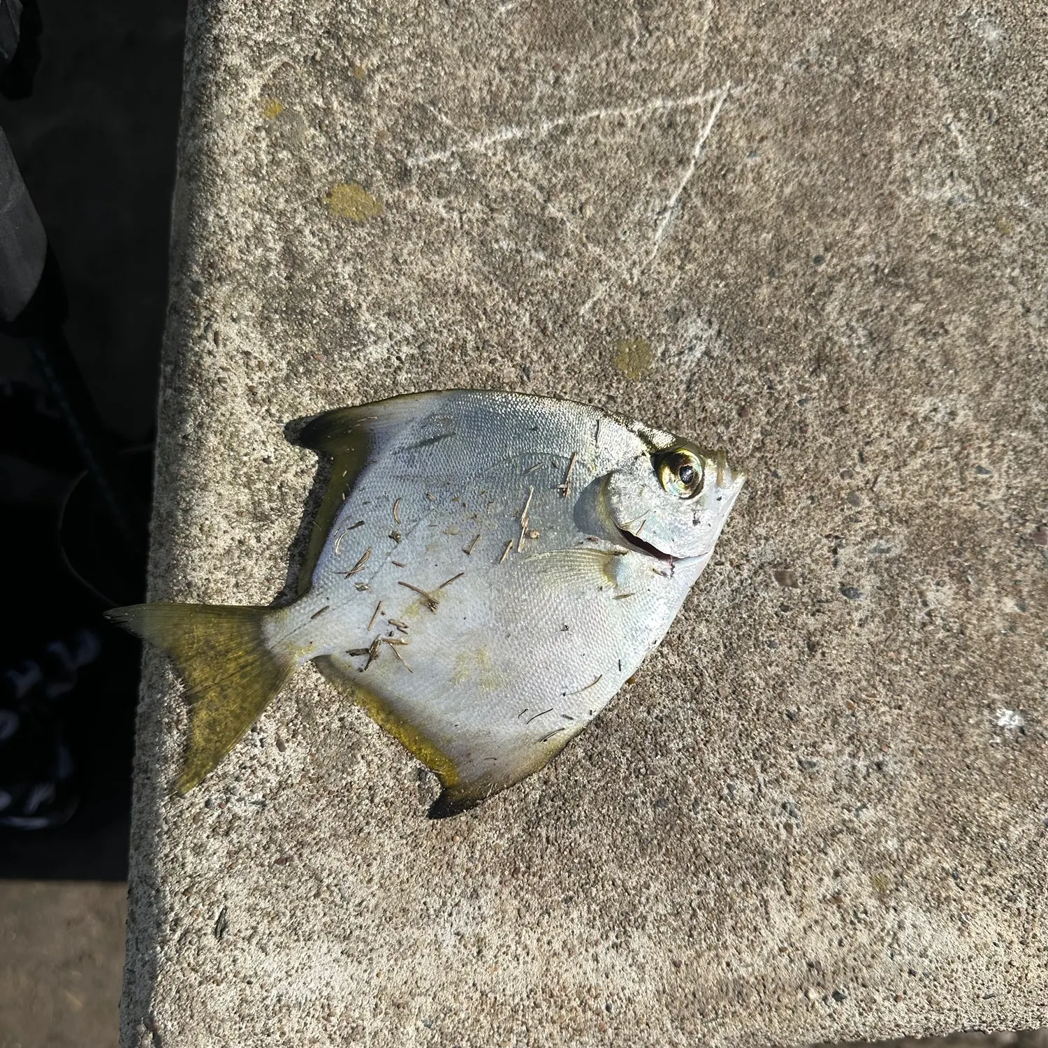 The most recent Silver moony catches on Fishbrain