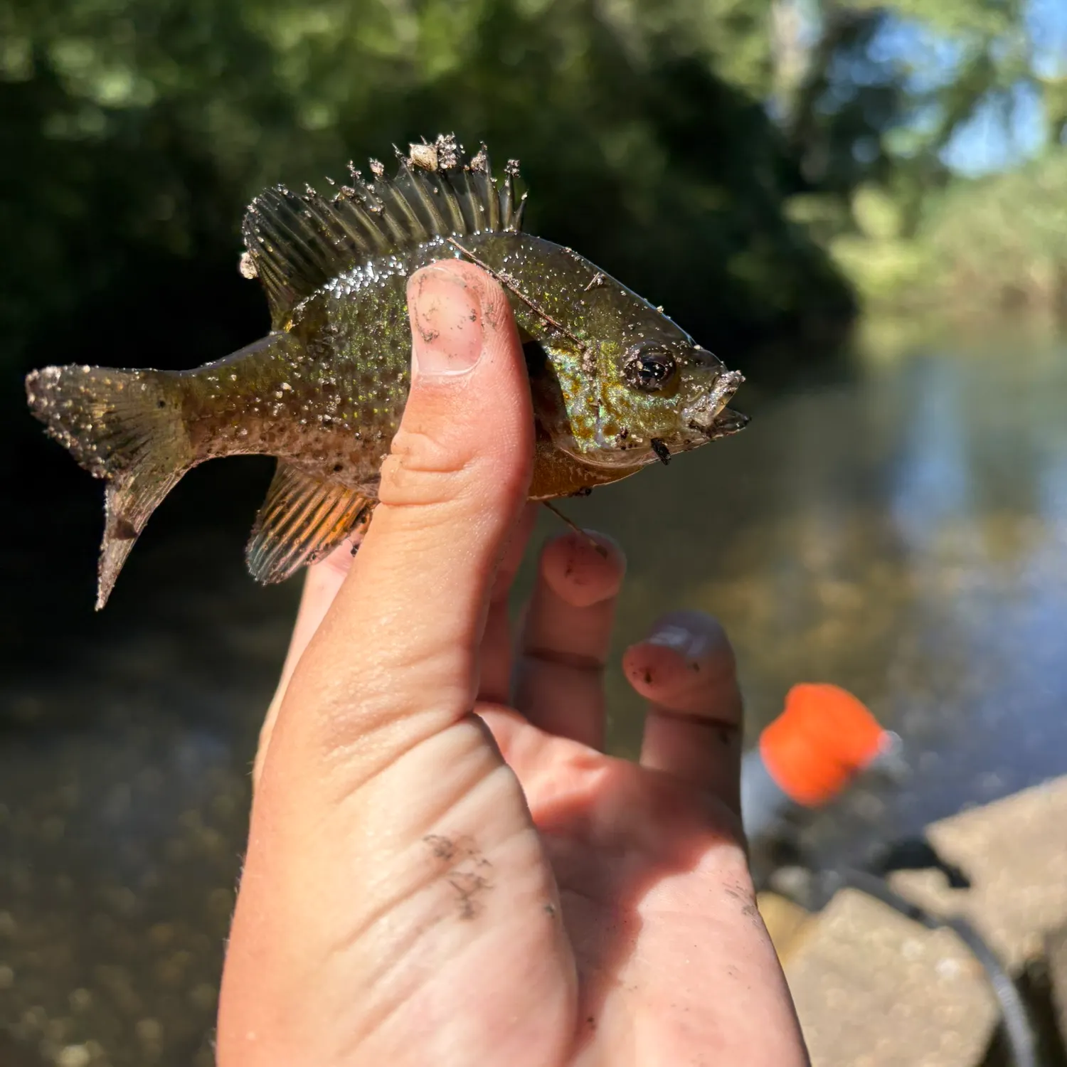 Pumpkinseed caught on Fishbrain